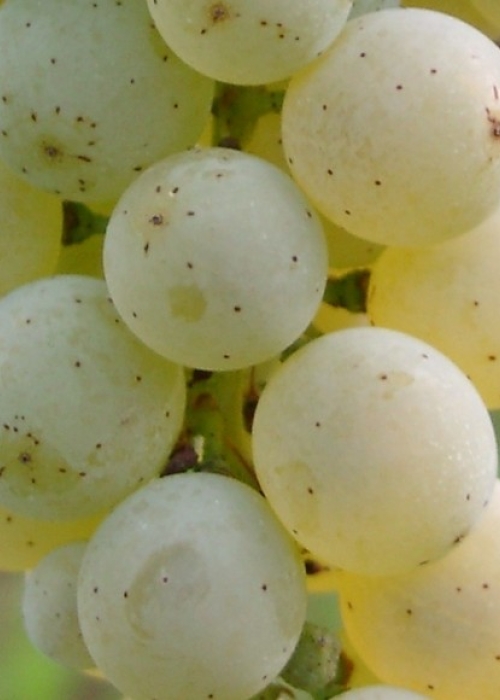 Sauvignon blanc Beeren 5